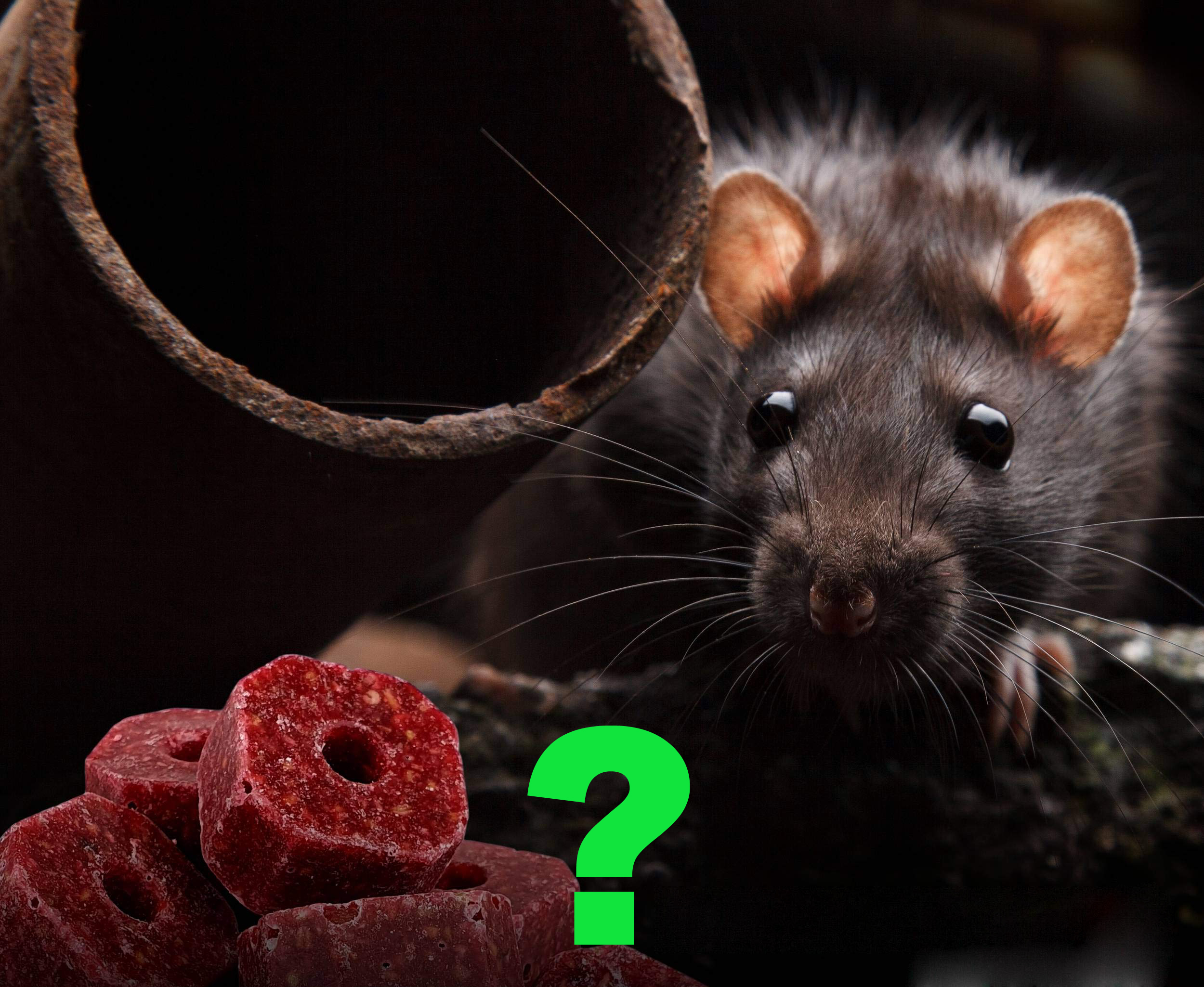 PROVOKE® Booster för råttbete 8 OZ 227g