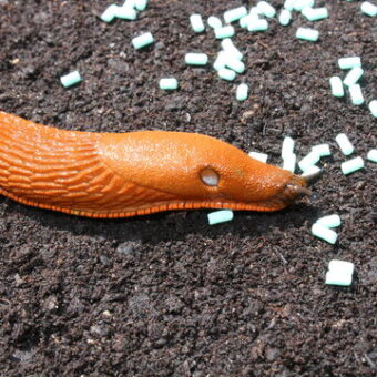 Molluskizide